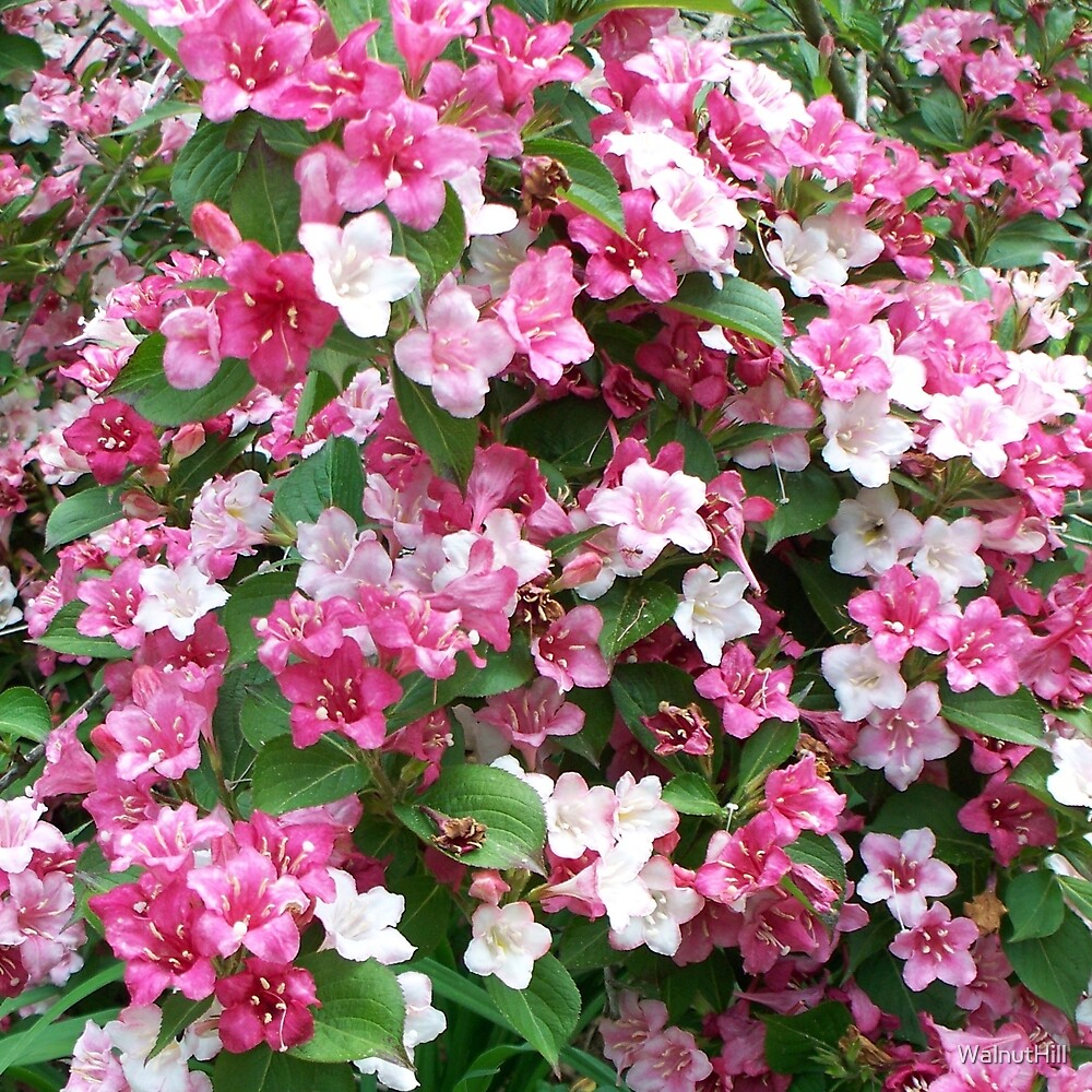 "A Carnival Weigela" by WalnutHill Redbubble
