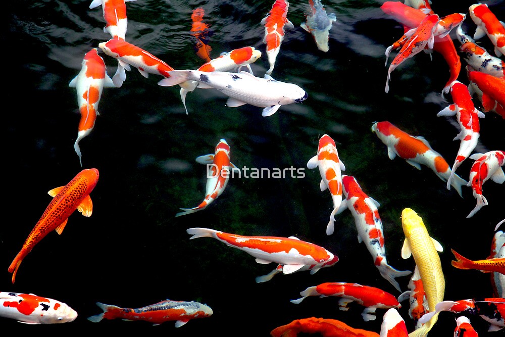 "Japanese Koi" by Dentanarts | Redbubble