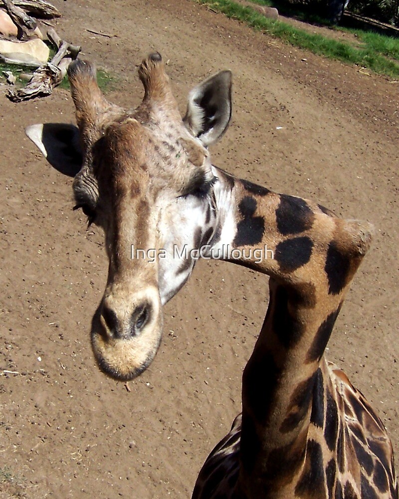 "Giraffe from Santa Barbara Zoo" by Inga McCullough | Redbubble