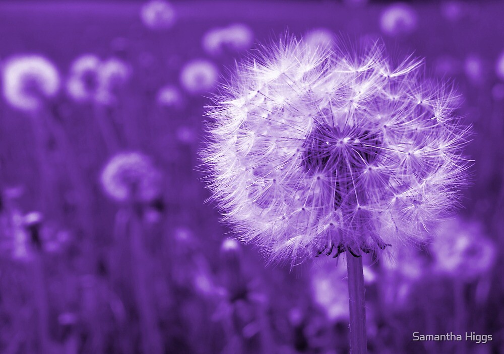 Purple Dandelion Time Peace By Samantha Higgs Redbubble