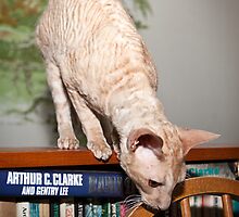 Hhmmm - what shall I read? by Odille Esmonde-Morgan