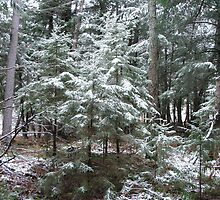 First Dusting by linmarie