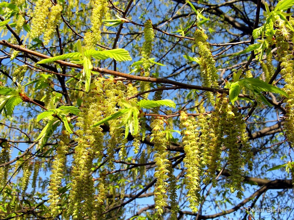 "Hazel Tree in bloom" by Detlef Becher Redbubble