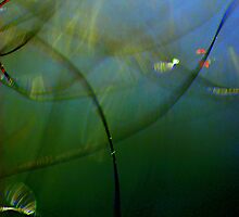 Under the Sea Macro World by MacroXscape