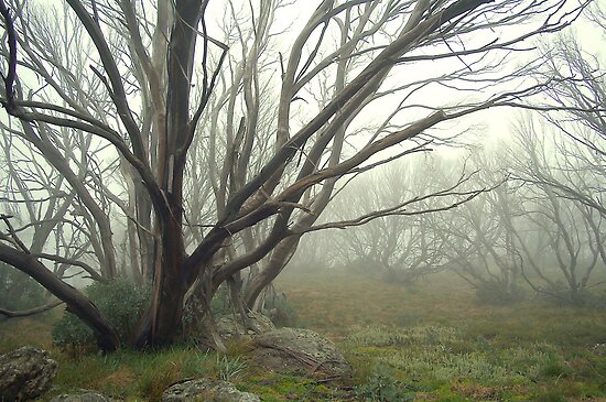 Alpine Mist