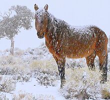 Brown Sugar In A Blizzard by Jeanne Nations