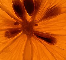 Citrus Slice by Tony Cave