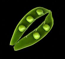 Pea Pod by Jeffrey Sinnock