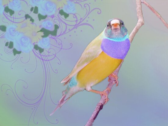 lady gouldians