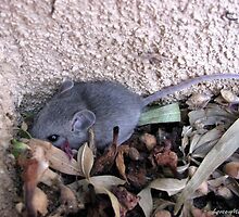 There's A Mouse At Our House by Loree McComb