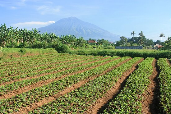 Gunung Arjuna