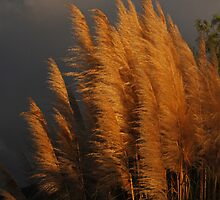 Golden Grass by photojeanic