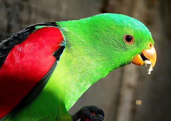 Crimson Wing Parrot