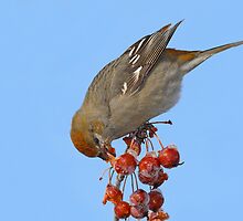 Tasting The Popsicles / Pine Grosbeak by Gary Fairhead