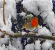 Christmas Herald by Kirsty Auld