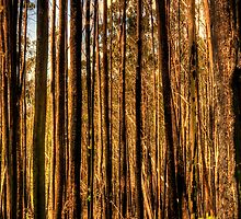 Bushfire Abstract - Victorian High Country - The HDR Experience by Philip Johnson