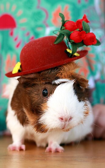 Guinea Pig Clothes