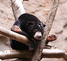 Sad Sun Bear by Bill Fitch