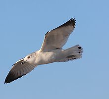 Gliding gently on the breeze by kathy s gillentine