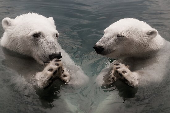 bears praying