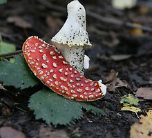 Phallic Fungi by gpedliham