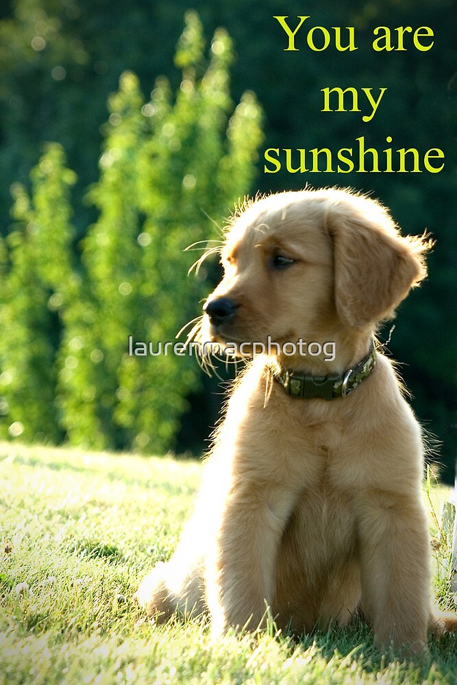 "You Are My Sunshine dog" by laurenmacphotog Redbubble