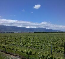 Vineyard Rows Developing by waninkhawaii