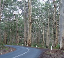 The road less travelled, Margaret River, Western Australia by DashTravels