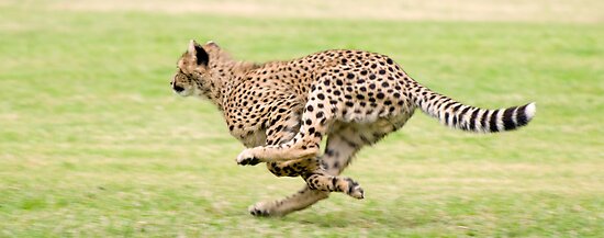 cheetah sprint