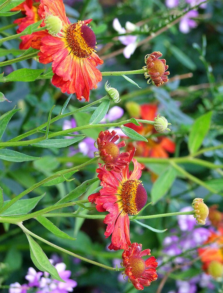"Red and orange beautiful flowers" by RuthMoore Redbubble