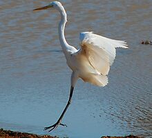 Crane Landing_Sri Lanka by Clive Reedman