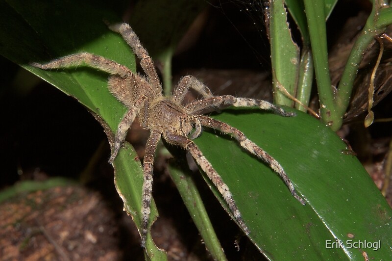 45+ Baby Banana Baby Brazilian Wandering Spider PNG