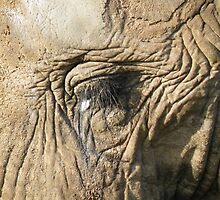 Wrinkles ARE beautiful !!!!!!!!!!!! by nellie11
