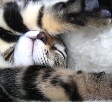 Beautiful Dreamer by Ladymoose