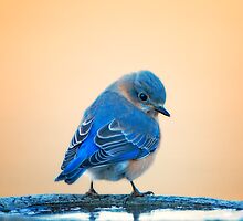 Irresistible by Bonnie T. Barry
