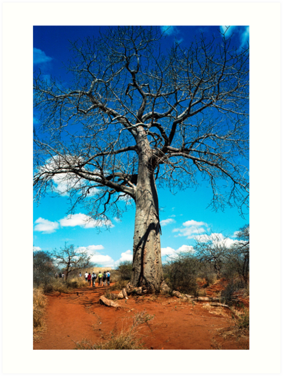 A Baobab Tree Art Prints By Chen Sun Redbubble