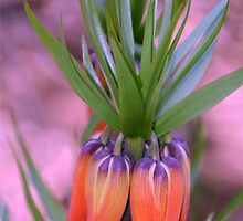 Exotic Mystery by daphsam