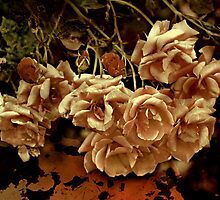 "& there they lay ...so forlorn , forgotten " by Rosehaven