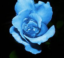 Blue rose in the middle of the night by Sandrrabt