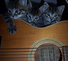 3 Little Kittens by seemyshots