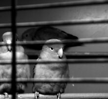 Pet Shop Boys by Mandy Kerr