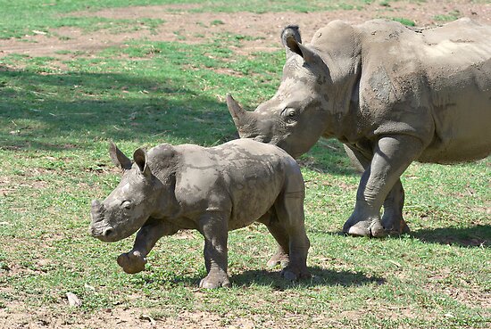 baby black rhinoceros