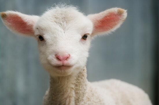 Young Lamb