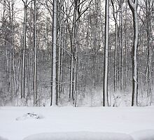 Snowstorm Aftermath by goldnzrule