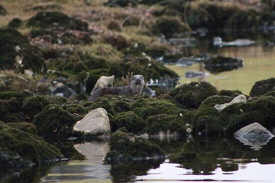 irish otters