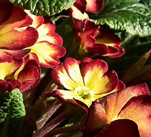 Pretty Poly by lynn carter