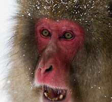 Japanese Macaque by Simon Fallon