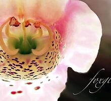 Foxglove...Helping the Heart by paintingsheep