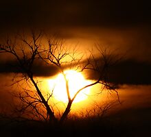 Gloom by Jim Cumming
