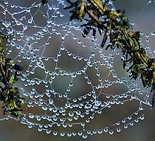 Web Site by relayer51